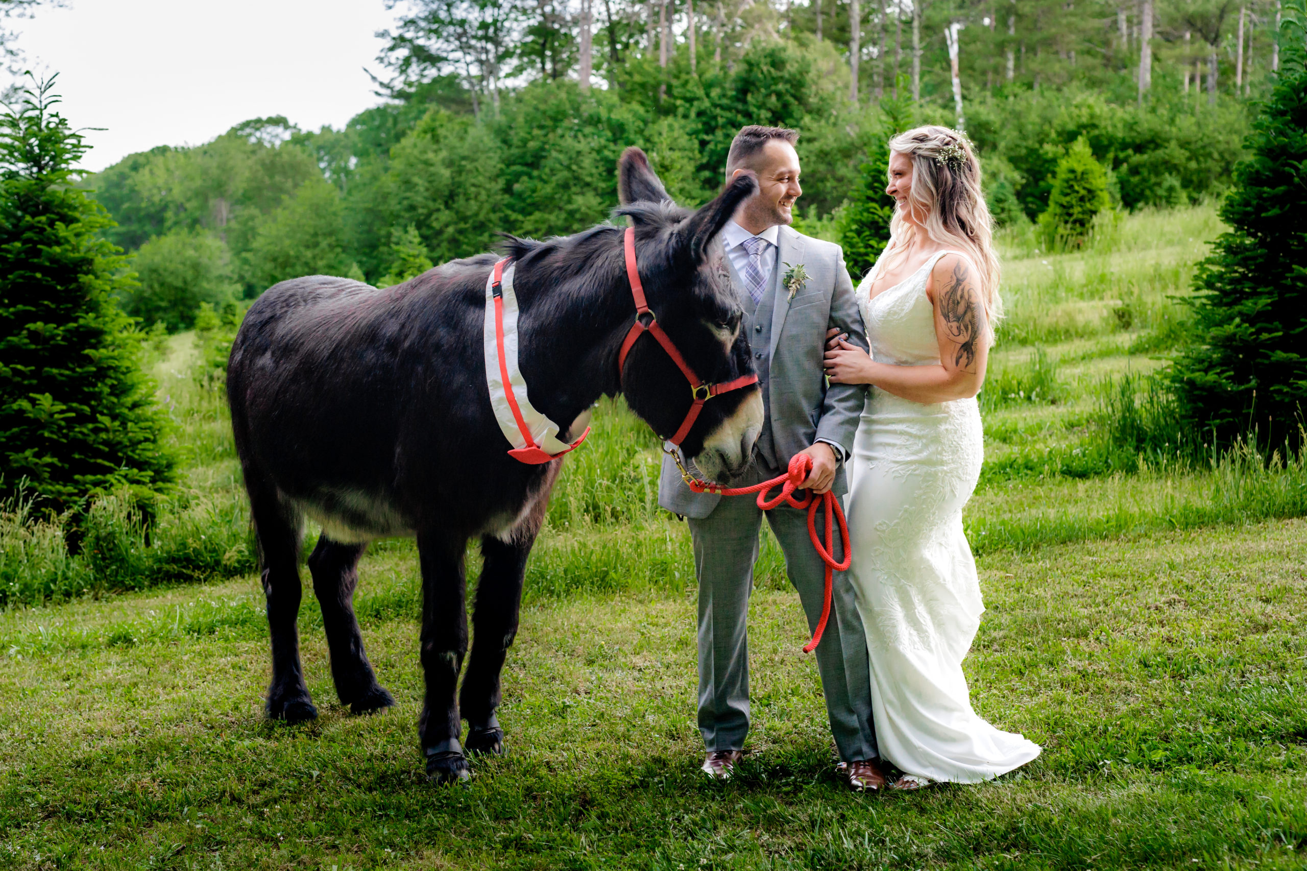 The newlyweds hang out with the local donkey at their Lebanon Maine elopement