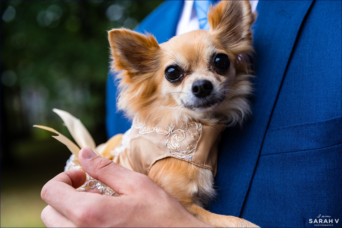 A puppy awaits the ceremony start on the grounds of the College of Atlantic wedding venue