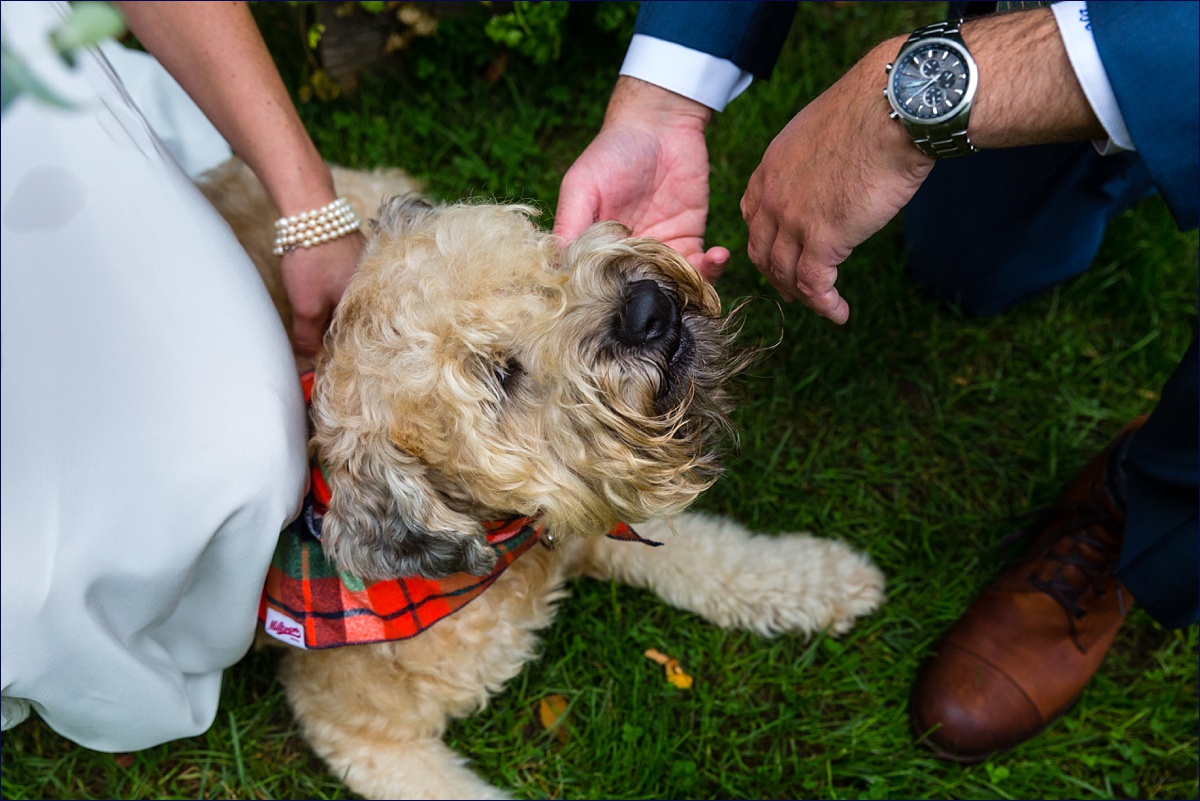 Bride and groom's dog enjoys getting ready for the wedding ceremony duties