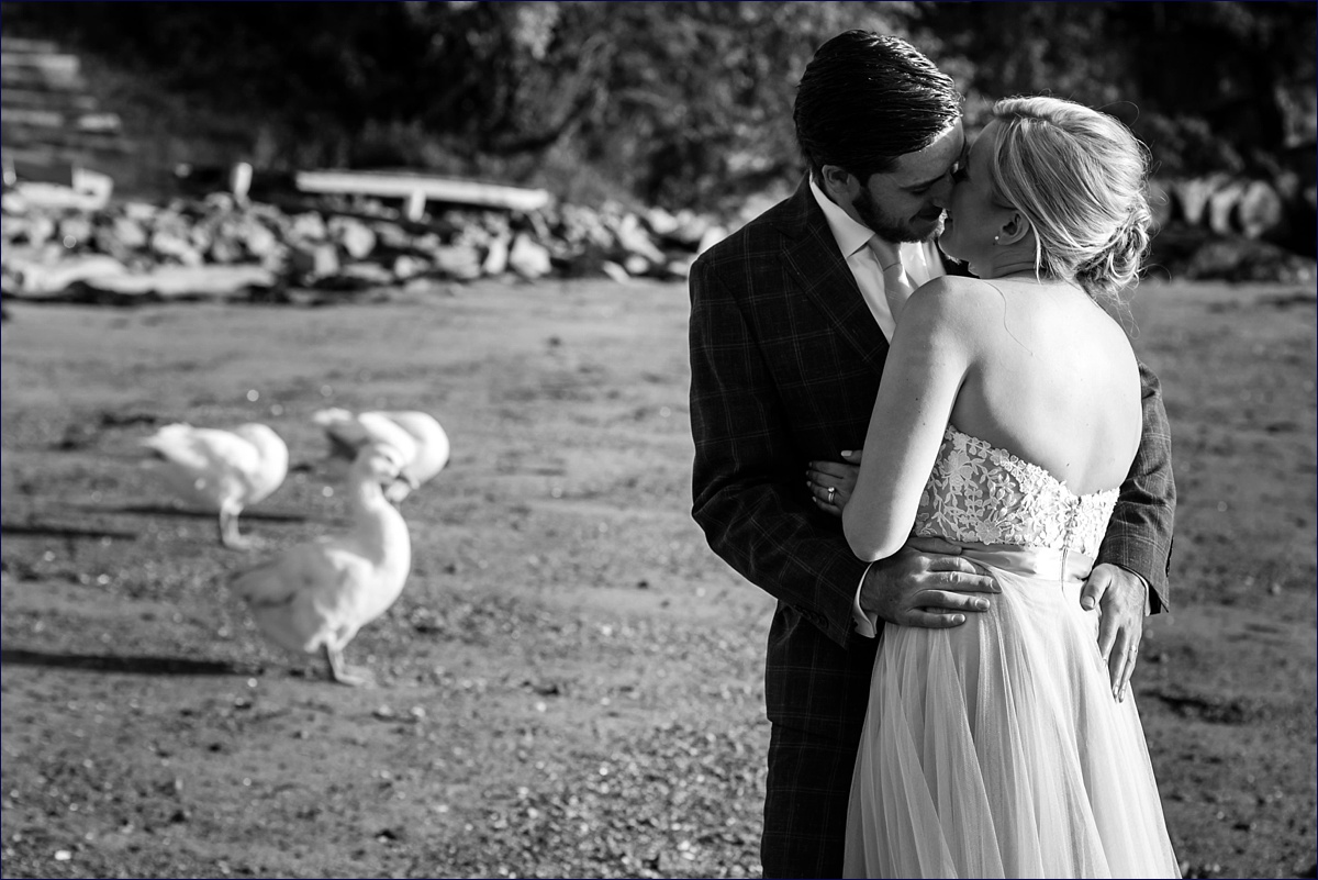 Maine Peaks Island bride and groom and geese on the beach