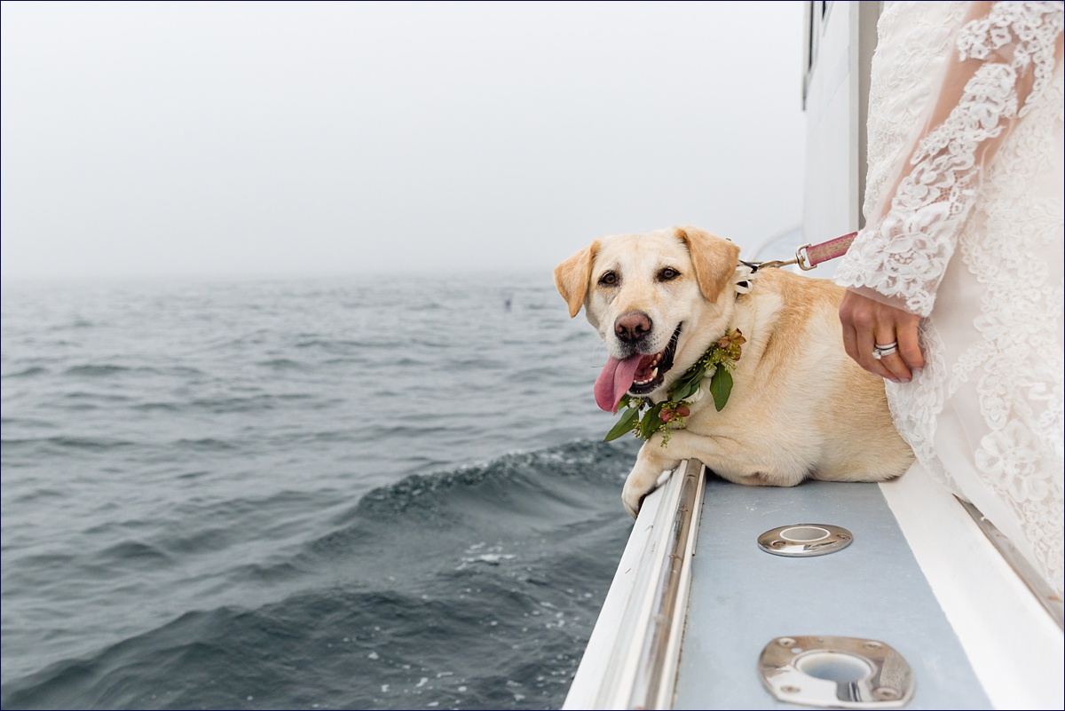 The newlywed's dog celebrates on the boat ride over to the reception