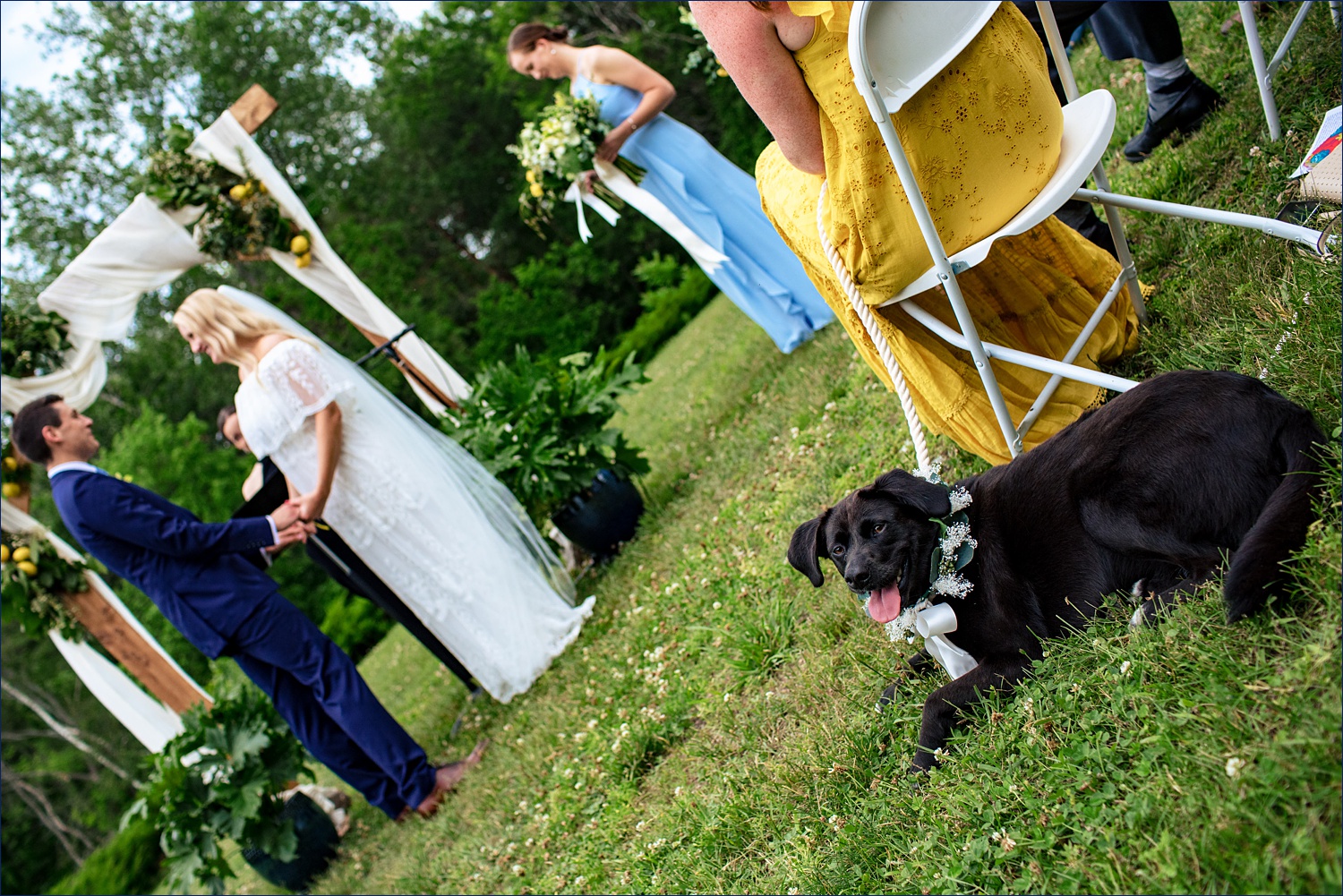 The couple's dog got a special mention during their outdoor ceremony in Windham NH