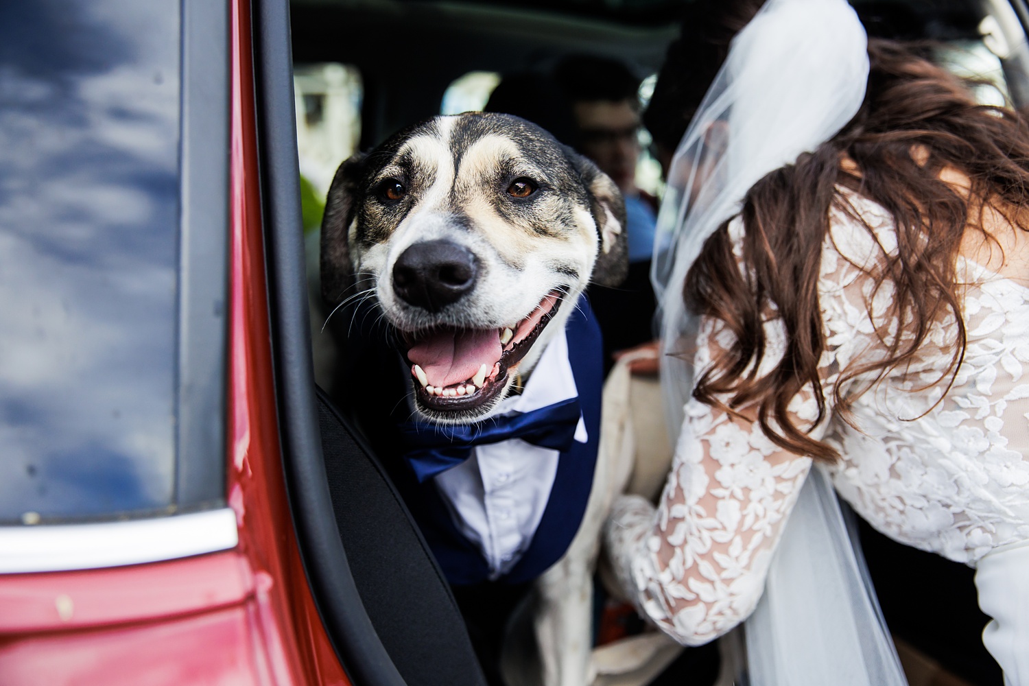 The couple's dog joins them for photos after their elopement in Perkin's Cove Maine