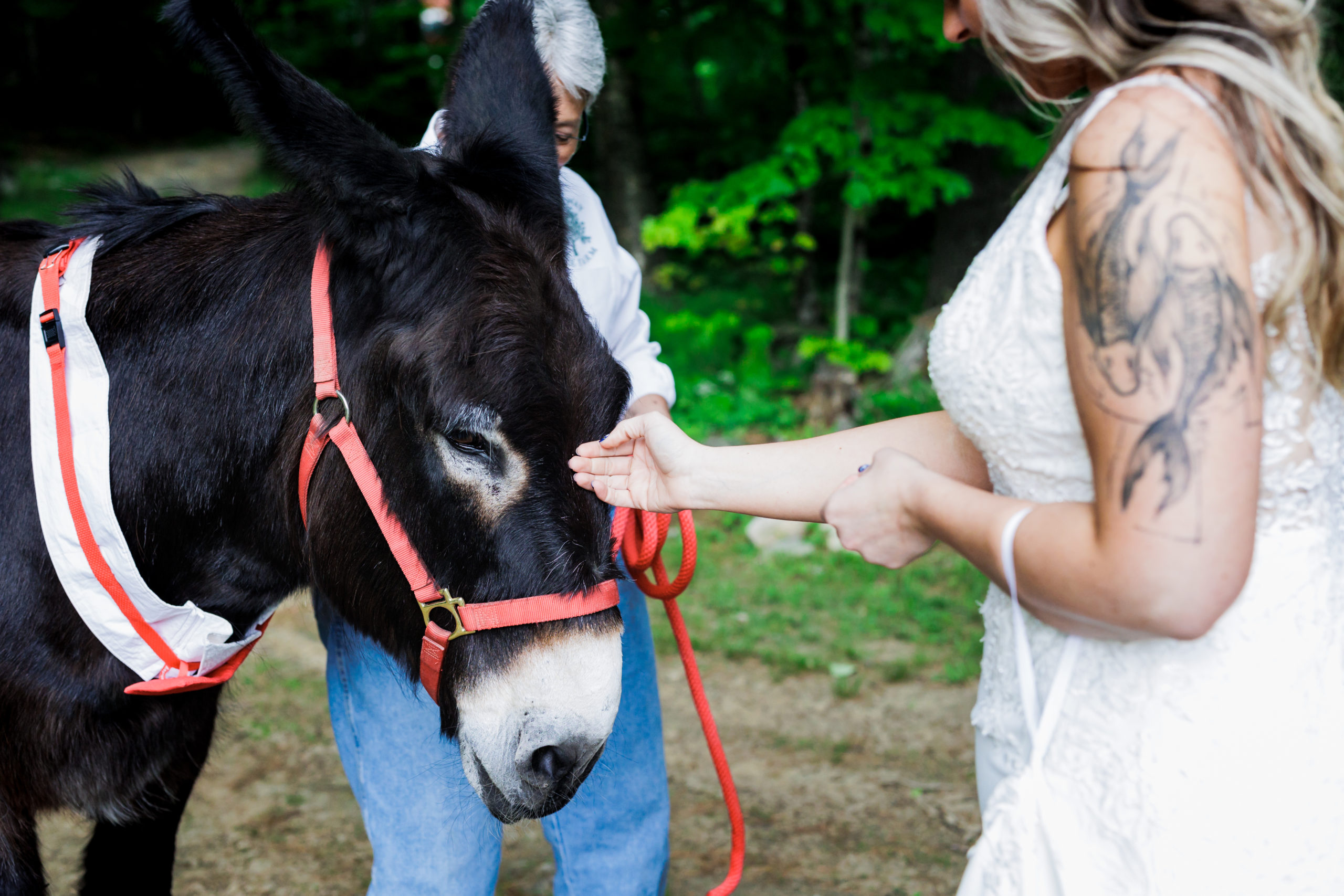 Wedding day donkey
