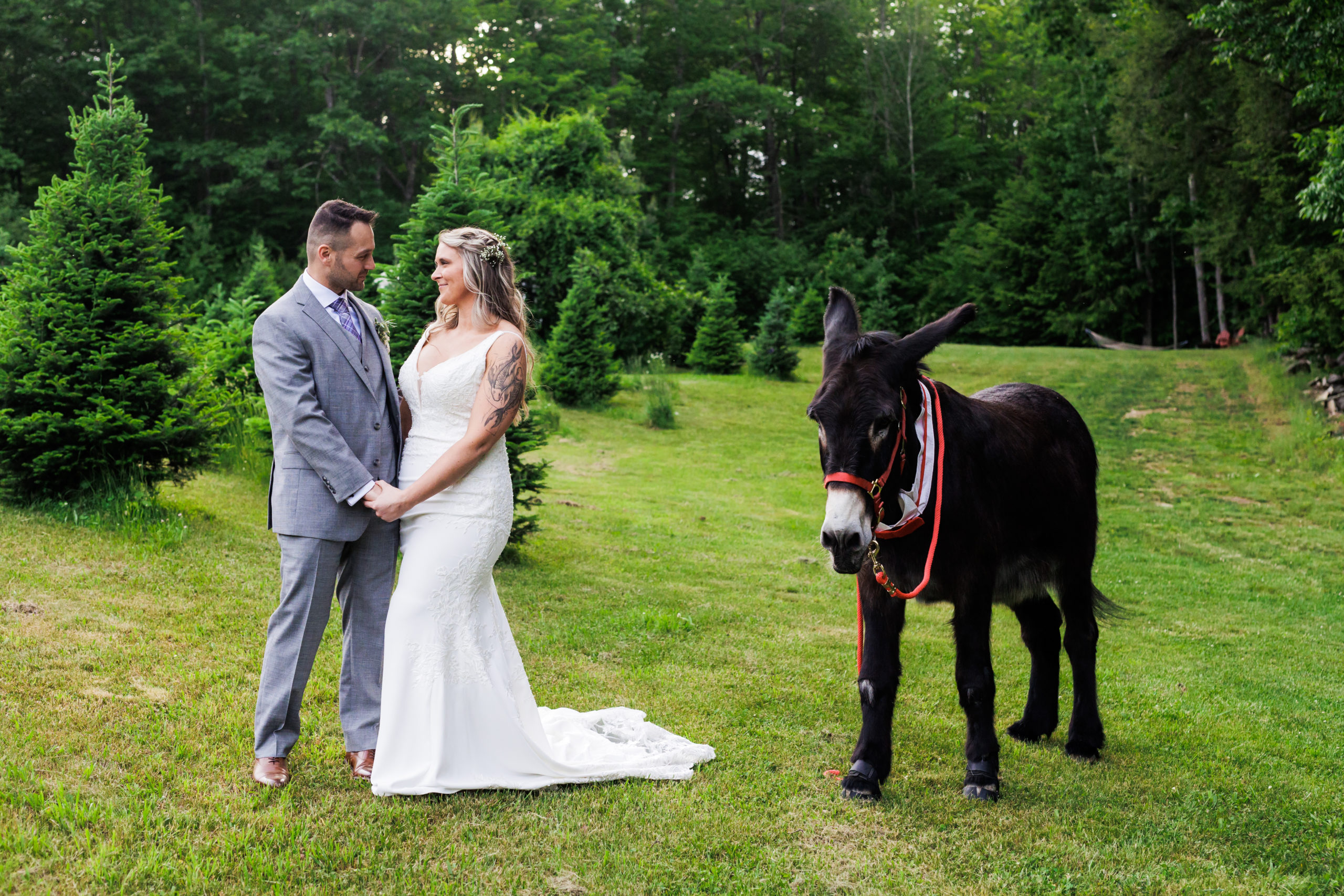 Amongst the trees and a friendly donkey after a wooded Maine elopement