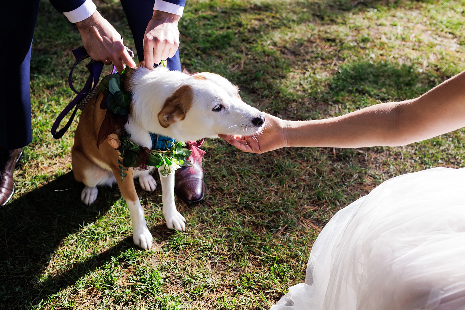 The couple's dog on the wedding day